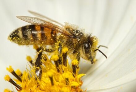 pszczoła (1)